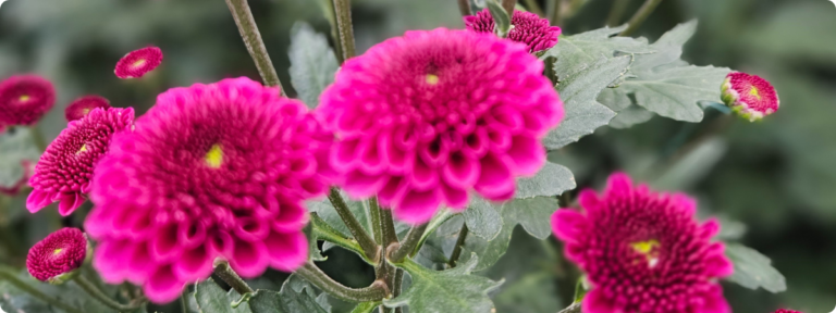 La belleza de las flores, el encanto de los detalles y la emoción de compartir