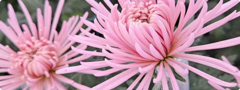 Transformamos emociones en diseños florales únicos para celebrar cada momento especial