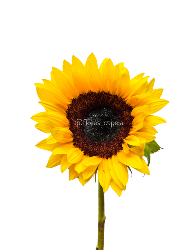 20240615_103156LETRA Girasol