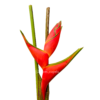 Heliconia