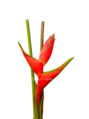 20240615_103258LETRA Heliconia