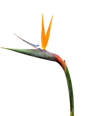 20240615_103635LETRA Ave del paraíso