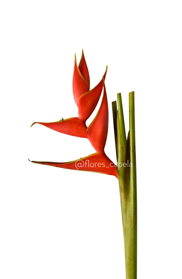 Heliconia