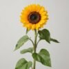 1011401 - Girasol