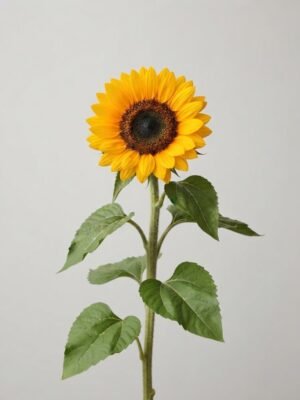 1011401 - Girasol