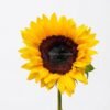 1011401 - Girasol