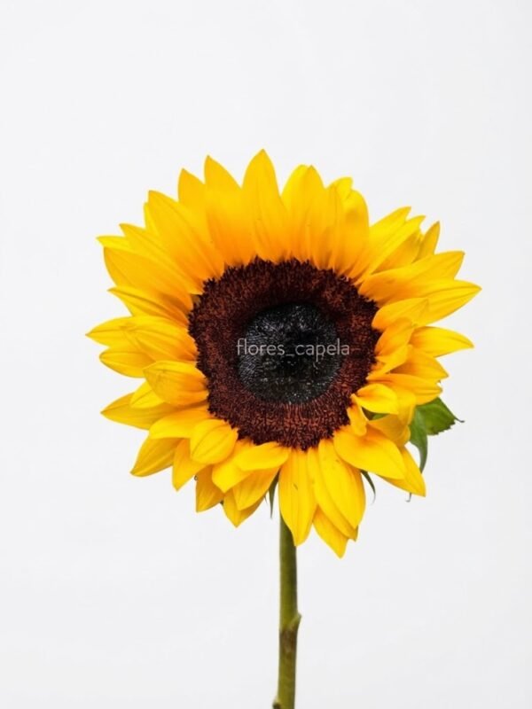 1011401 - Girasol