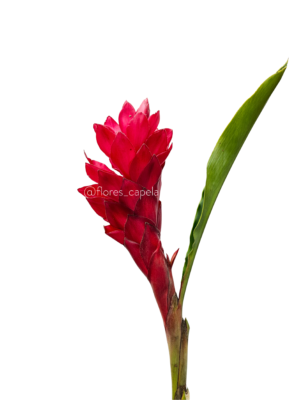 20240615_103546LETRA Ginger