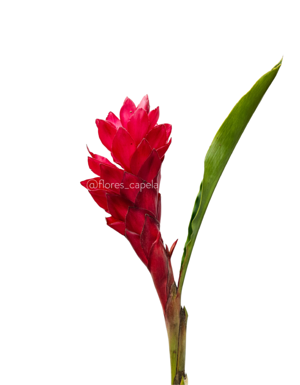 20240615_103546LETRA Ginger