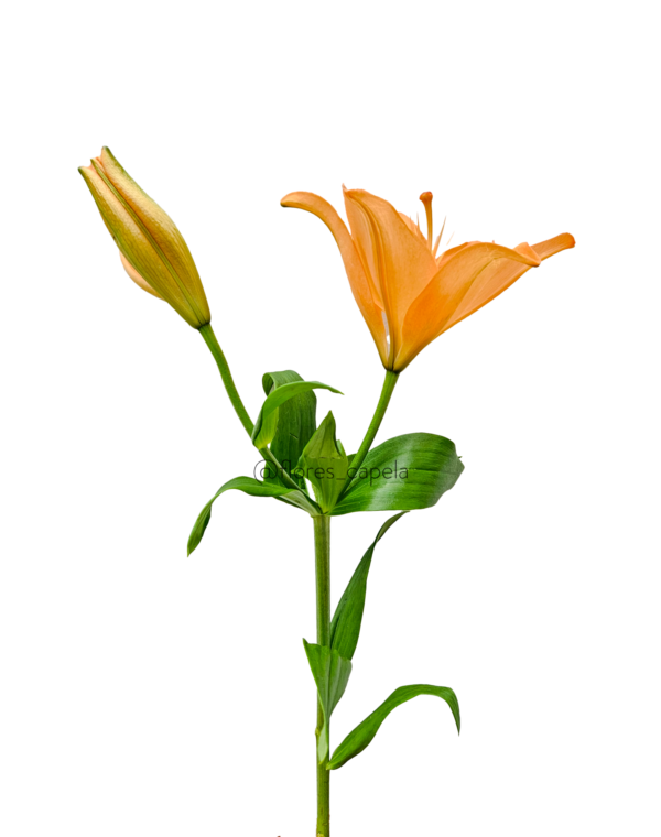 20240615_104159 LETRA Lirio