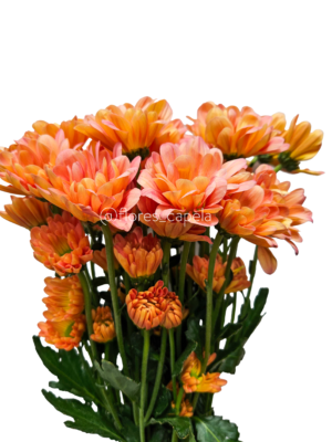 20240615_105405LETRA Pompón