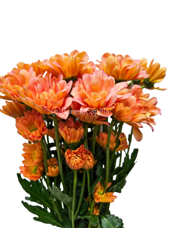 20240615_105405LETRA Pompón