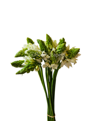 20240615_112449LETRA Estrella de Belén