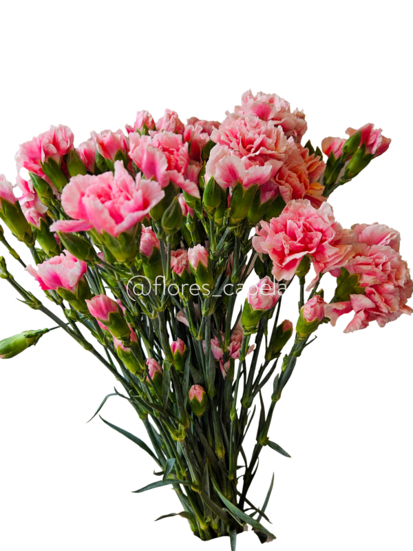 20240615_113323LETRA Miniclavel