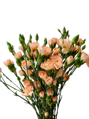 20240615_113415LETRA Miniclavel