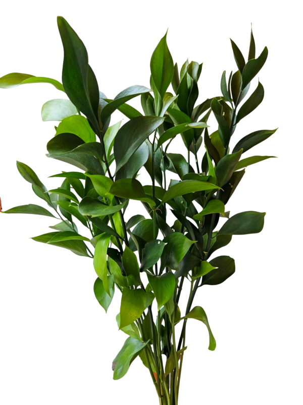 Ruscus