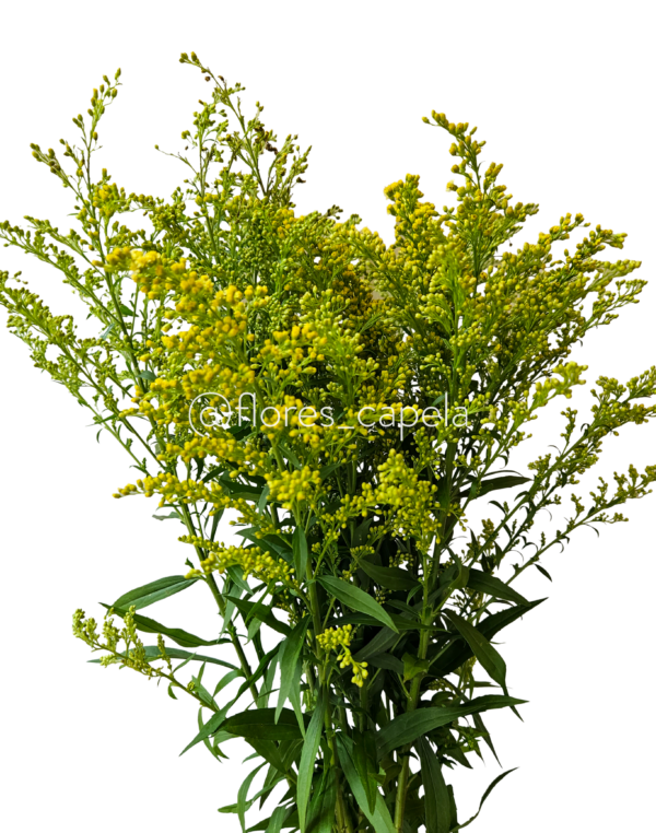 20240615_114353LETRA Solidago