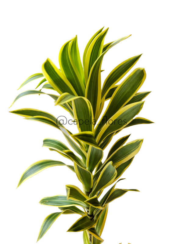 Canción de la India