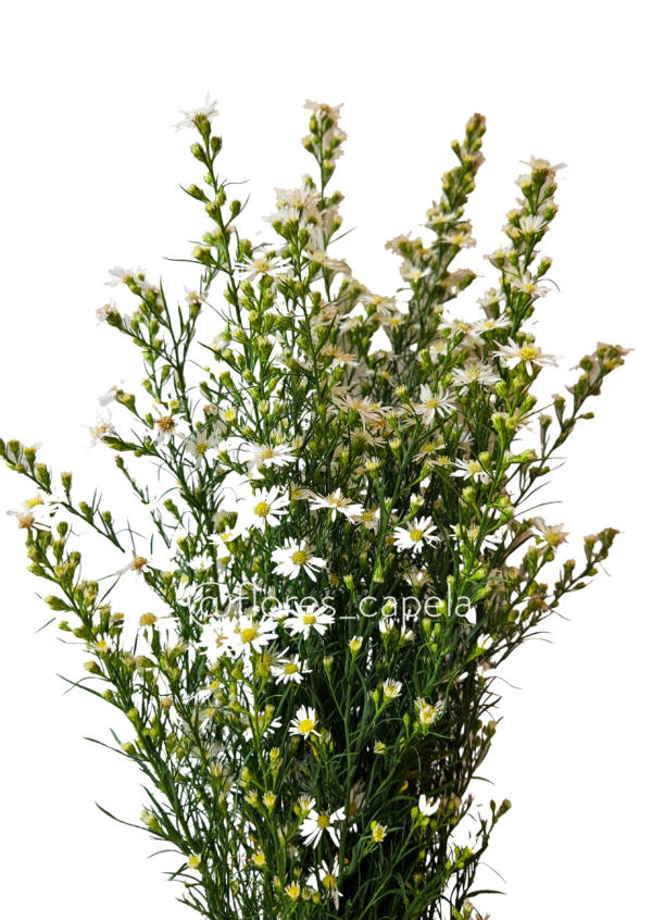 20240615_114929LETRA Aster