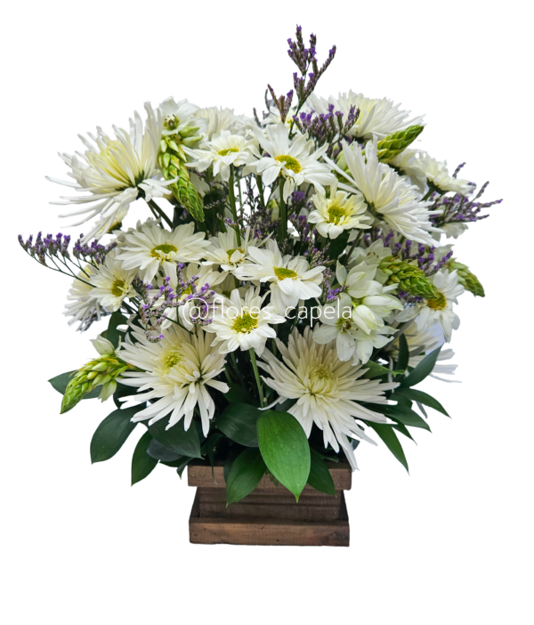 20250503_104109LETRA Blanca Calma