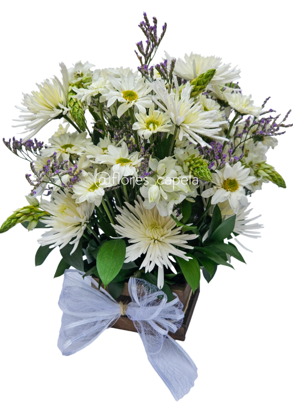 20250503_104336LETRA Blanca Calma