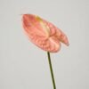 1010202 - Anturio
