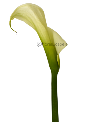 DSC_7732LETRA Cartucho