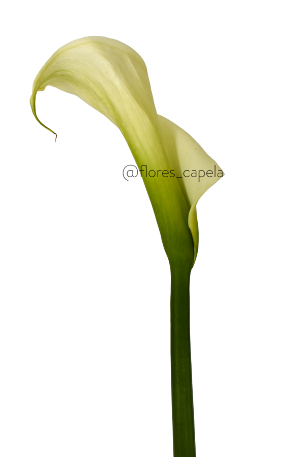 DSC_7732LETRA Cartucho