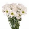 pompon4 1012101 - Pompón