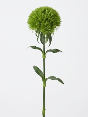 1010802 - Clavel Greenball
