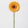 Gerbera amarilla 1011302 - Gérbera