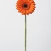Gerbera naranja 1011302 - Gérbera