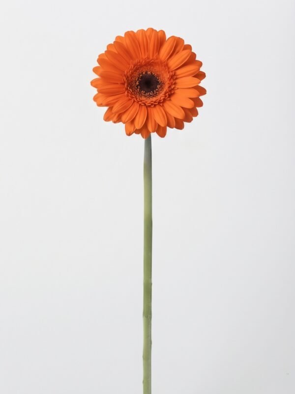 Gerbera naranja 1011302 - Gérbera