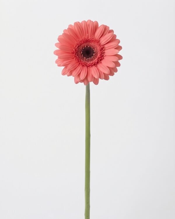 Gerbera rosada 1011302 - Gérbera