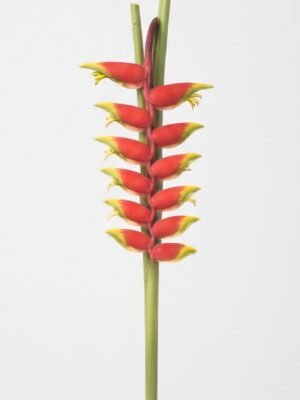 Heliconia Rostrata 1011607 - Heliconia Rostrata