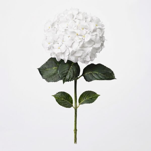 1011702 - Hortensia