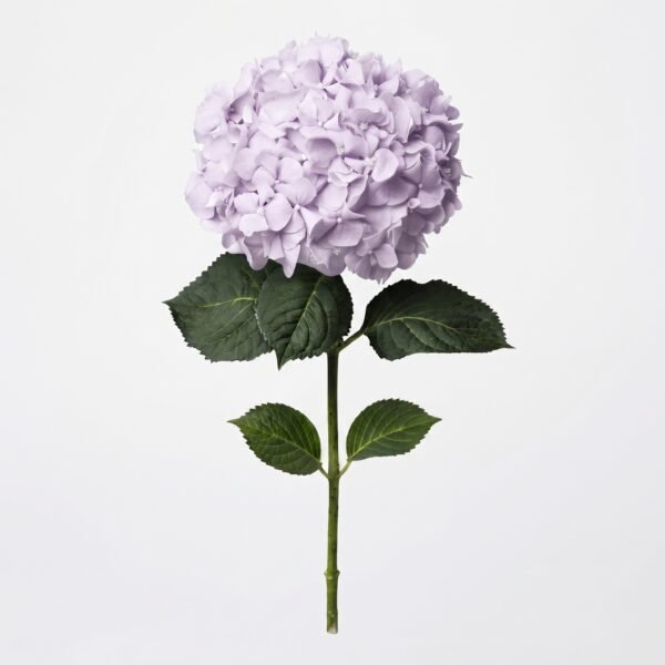 1011702 - Hortensia