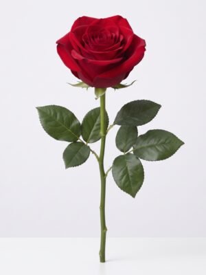 Rosa roja 1012404 - Rosa